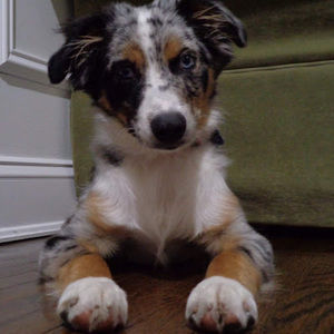 Meet your Posher, Isabella